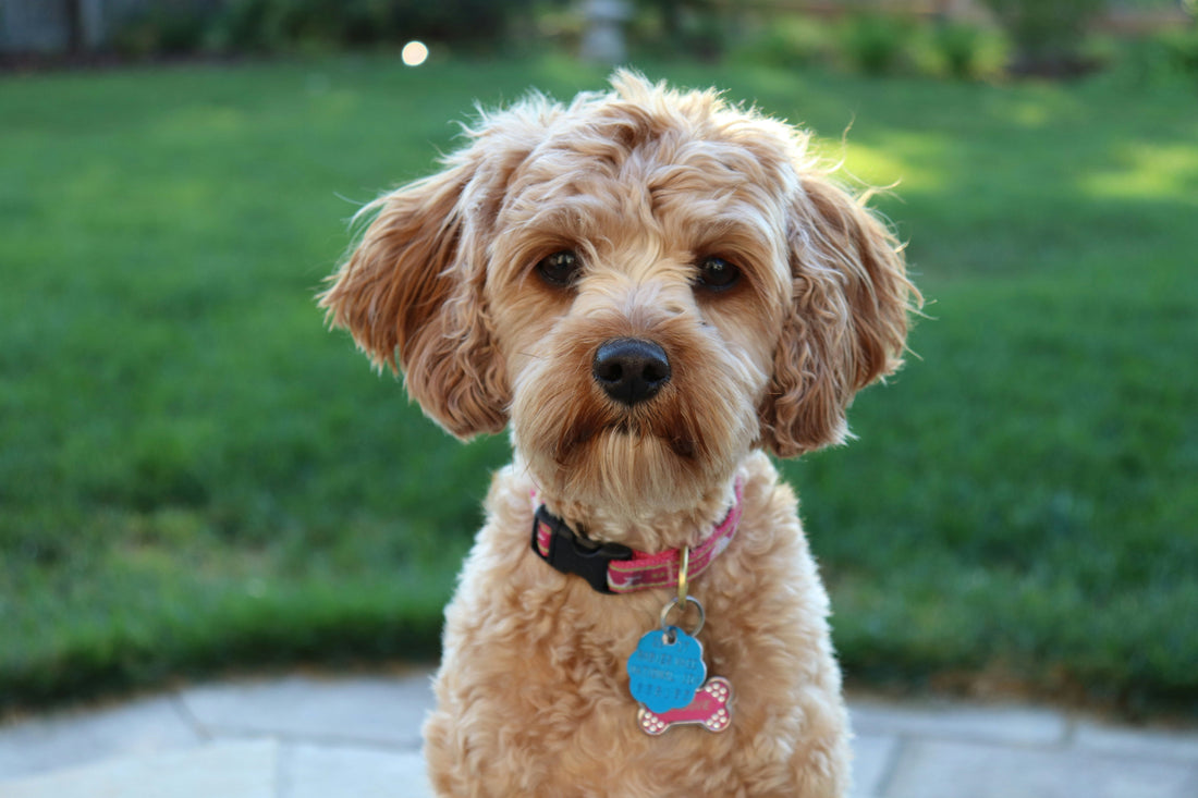 Effective Training Tips for Doodle Puppies: Avoiding Behavioral Problems Early On