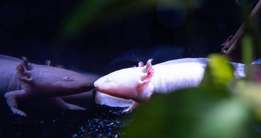 Scientists Invite You to Become a Guardian of the Fascinating Axolotl