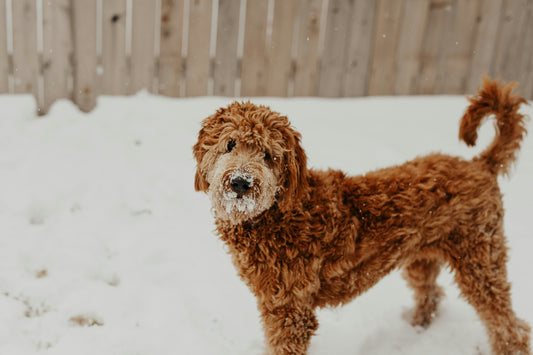 Bringing Home a Goldendoodle? Complete Information About Every Aspect