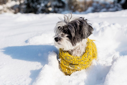 Protect Your Doodle from Winter Woes: Expert Grooming Tips for Snowy Days