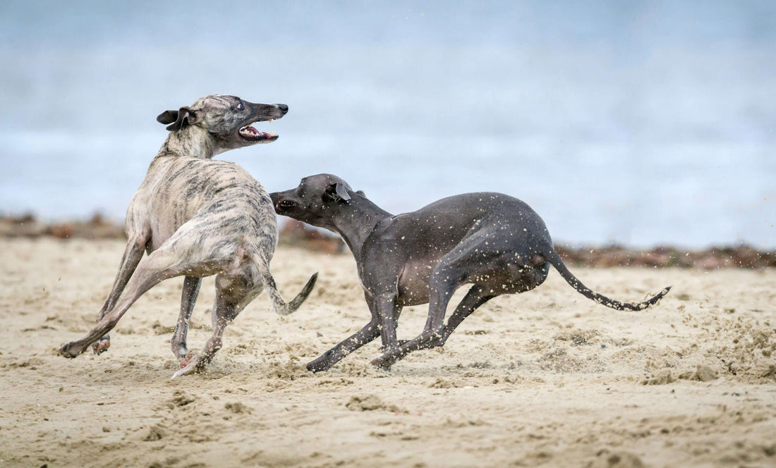 Breed-Specific Health Issues in Greyhounds: What Every Owner Should Know