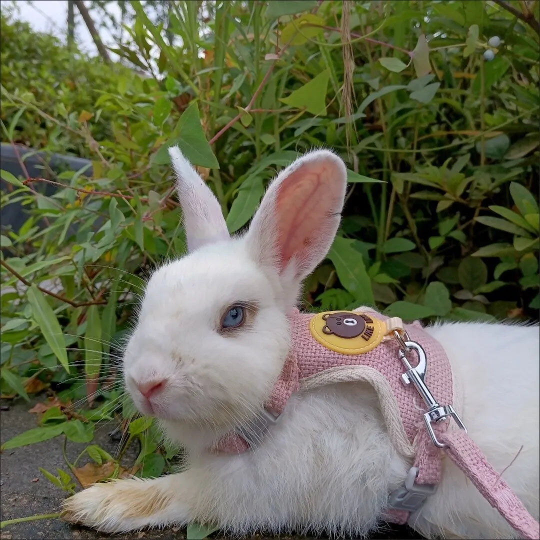 Comfy Rabbit Harness & Leash