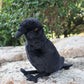 Realistic Crow Plushie by Style's Bug