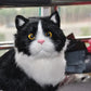 Realistic Tuxedo Cat Simulation Doll