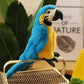 Macaw Plushies by Style's Bug