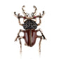 Beetles pin sets by SB