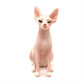 Realistic Sphynx cat statues - Style's Bug Pink - Sitting cat