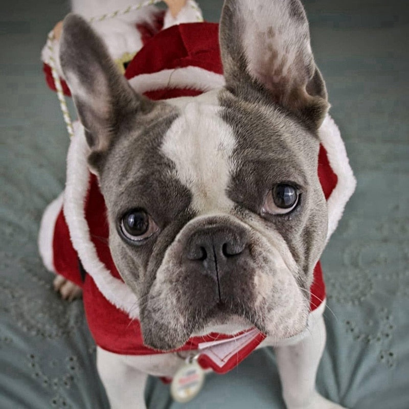 "Santa's Reindeer dog version" pet jacket by SB - Style's Bug