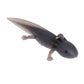 Squeezable Anti-stress Axolotl keychains by SB (3pcs pack) - Style's Bug Black