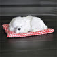 Cute Sleeping Puppy - Style's Bug White