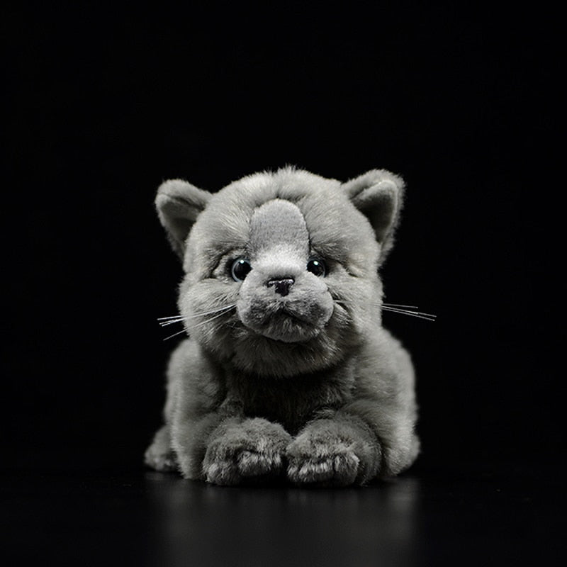 Realistic British Shorthair plushie by Style's Bug - Style's Bug