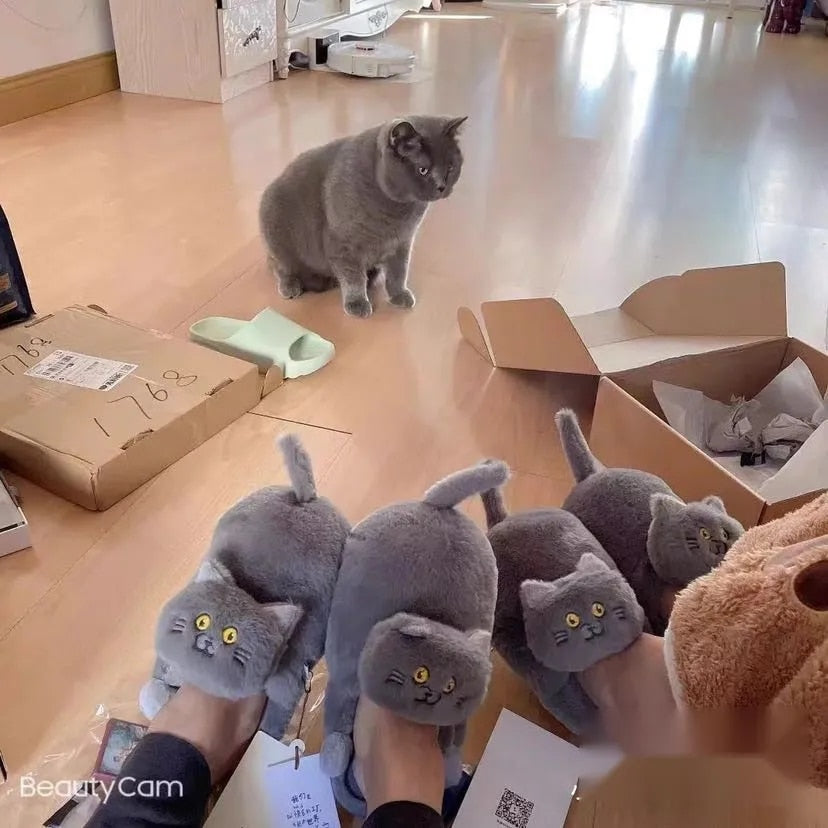 Begging BSH Cat Slippers - Style's Bug