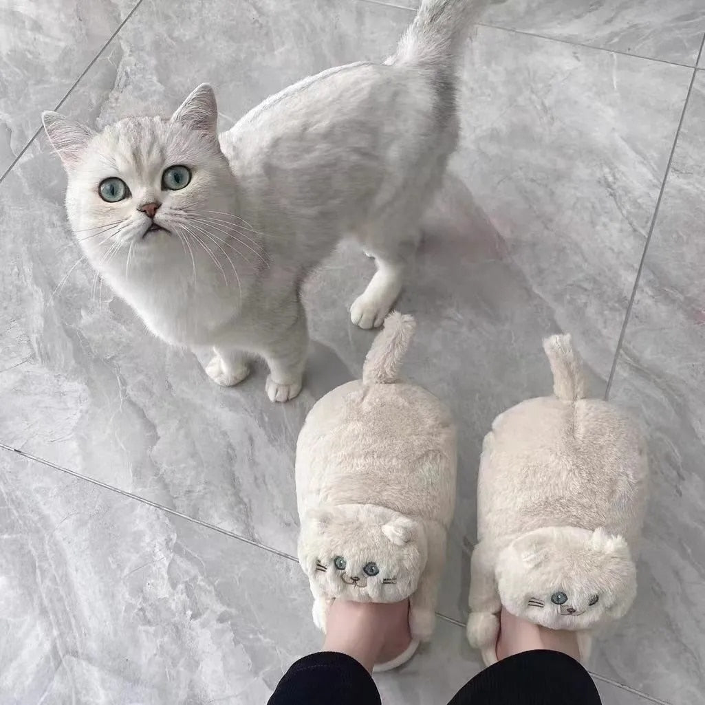 Begging BSH Cat Slippers - Style's Bug